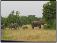 Elephants