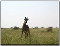 Giraffe at Murchison Falls